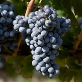 Immagine per la categoria Cabernet Immagine per la categoria Cabernet