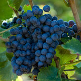 Immagine per la categoria Cannonau Immagine per la categoria Cannonau