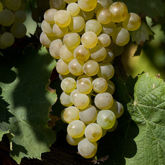 Immagine per la categoria Vermentino Immagine per la categoria Vermentino