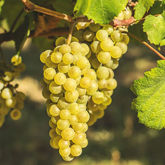 Immagine per la categoria Chardonnay Immagine per la categoria Chardonnay