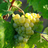 Immagine per la categoria Sauvignon Immagine per la categoria Sauvignon